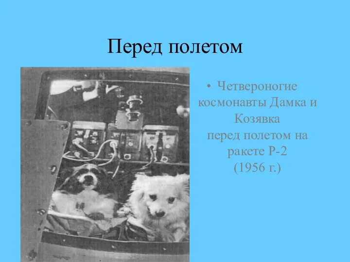 Перед полетом Четвероногие космонавты Дамка и Козявка перед полетом на ракете Р-2 (1956 г.)