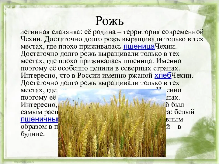 Рожь истинная славянка: её родина – территория современной Чехии. Достаточно долго