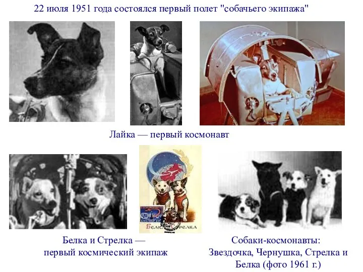 22 июля 1951 года состоялся первый полет "собачьего экипажа" Лайка —