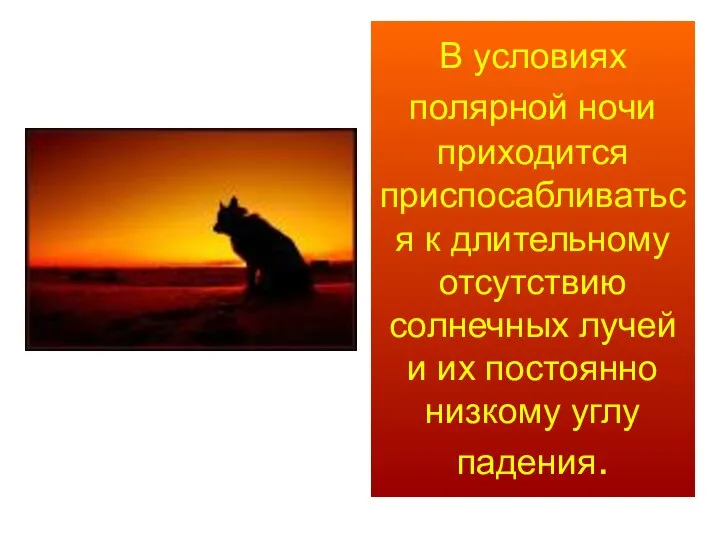 В условиях полярной ночи приходится приспосабливаться к длительному отсутствию солнечных лучей