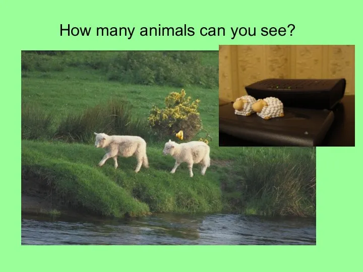 How many animals can you see?