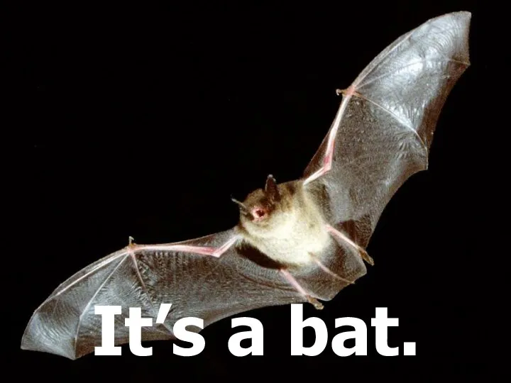 It’s a bat.