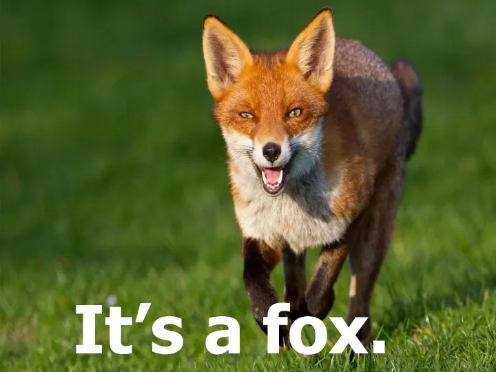 It’s a fox.