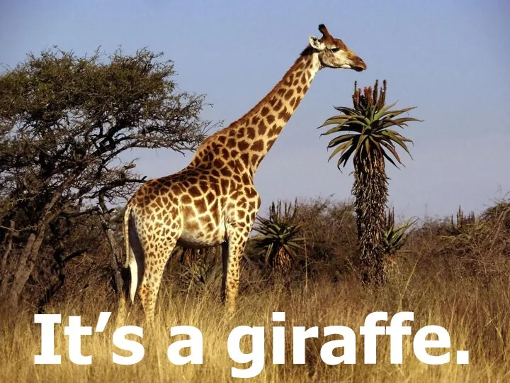 It’s a giraffe.