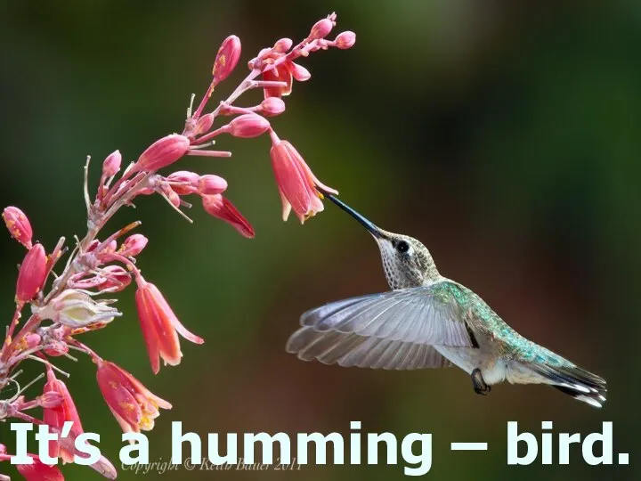 It’s a humming – bird.