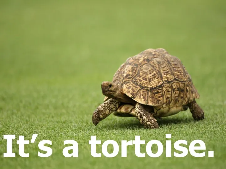 It’s a tortoise.