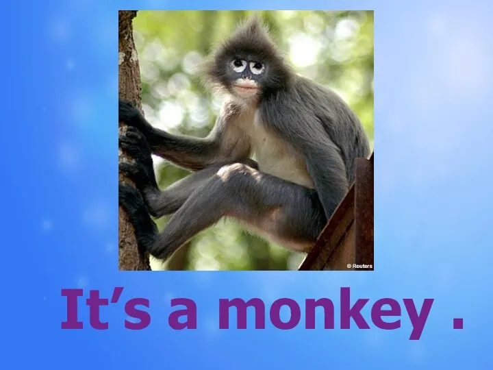 It’s a monkey .