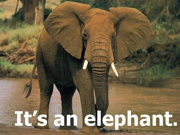 It’s an elephant.