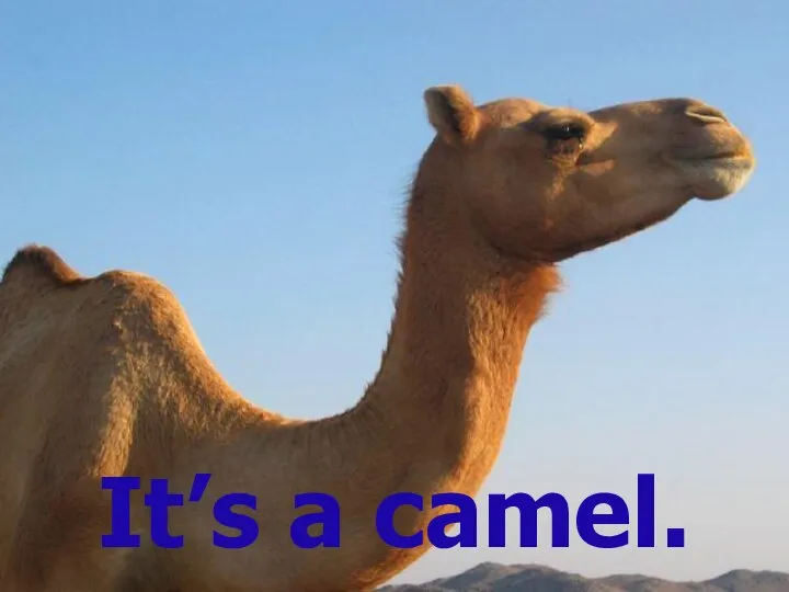 It’s a camel.