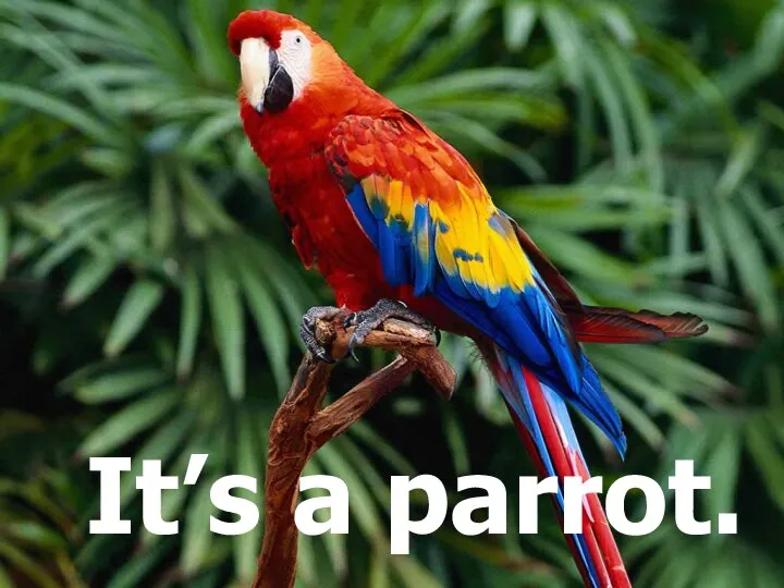 It’s a parrot.