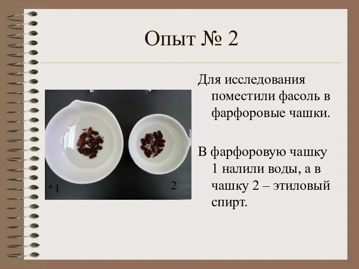 Опыт № 2 Для исследования поместили фасоль в фарфоровые чашки. В