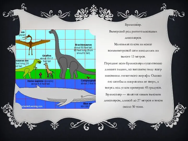 Брахиоза́вр. Вымерший род растительноядных динозавров. Маленькая голова на конце восьмиметровой шеи