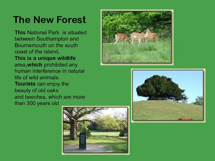 The New Forest This National Park is situated between Southampton and