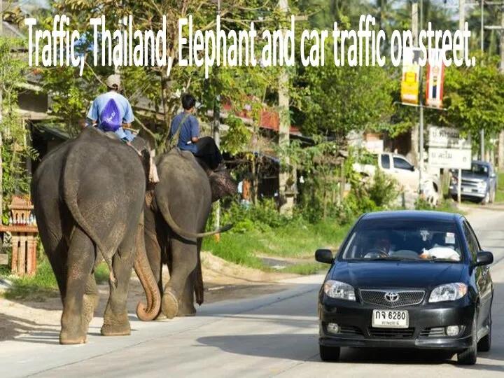 Traffic, Thailand, Elephant and car traffic on street.