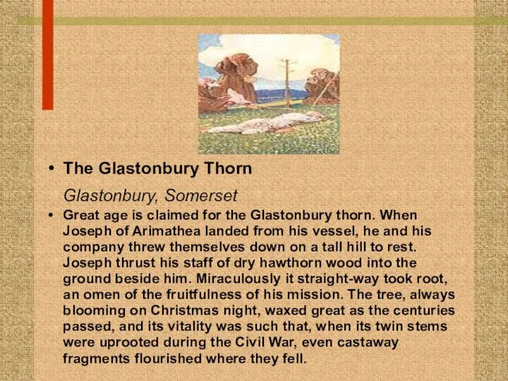 The Glastonbury Thorn Glastonbury, Somerset Great age is claimed for the