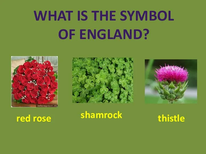 What is the symbol of England? red rose shamrock thistle