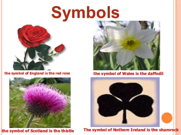 the symbol of England is the red rose the symbol of