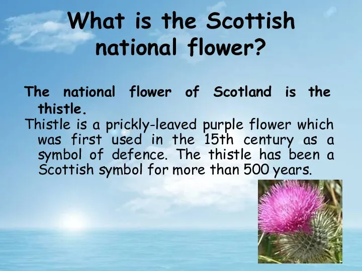 The national flower of Scotland is the thistle. Thistle is a
