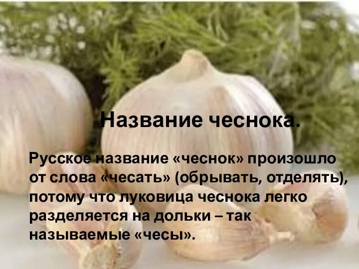 Название чеснока. Русское название «чеснок» произошло от слова «чесать» (обрывать, отделять),