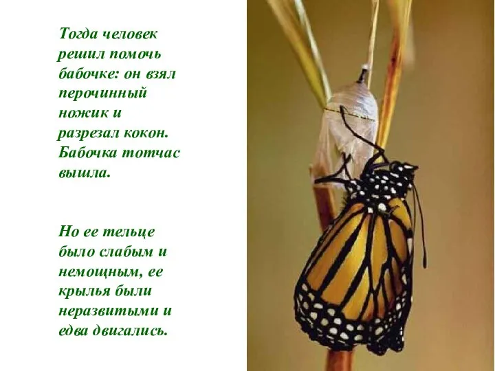 Тогда человек решил помочь бабочке: он взял перочинный ножик и разрезал