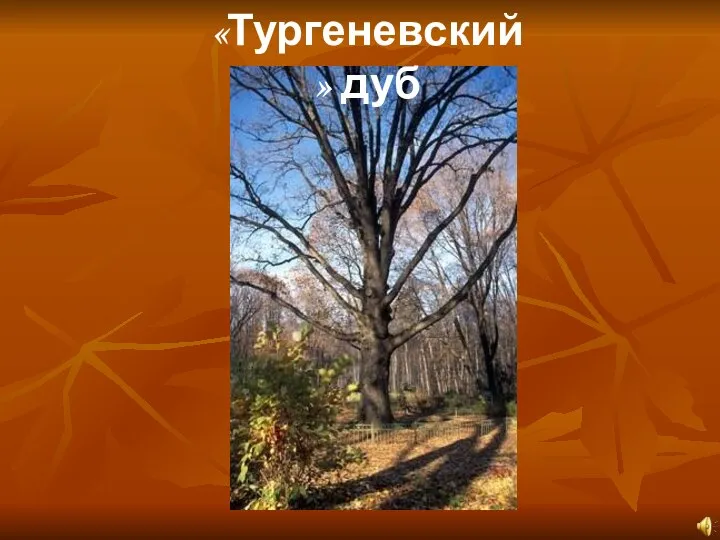 «Тургеневский» дуб