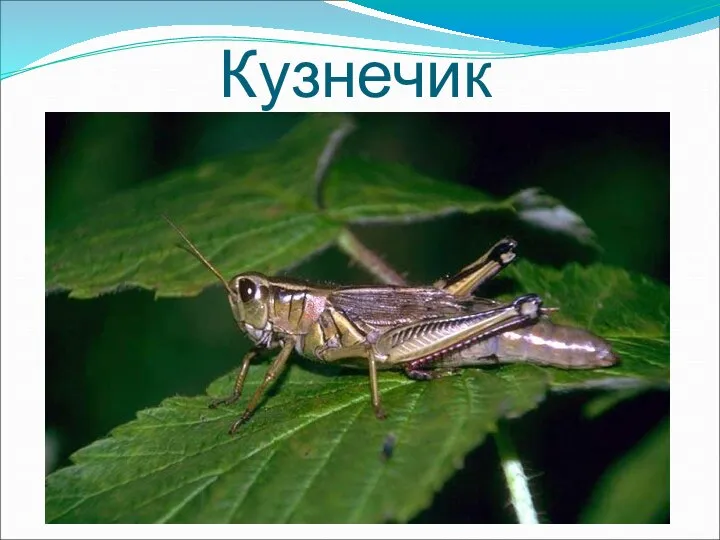 Кузнечик