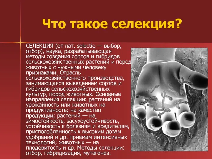 Что такое селекция? СЕЛЕКЦИЯ (от лат. selectio — выбор, отбор), наука,