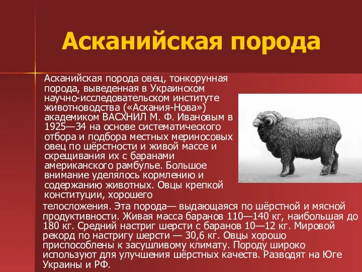 Асканийская порода Асканийская порода овец, тонкорунная порода, выведенная в Украинском научно-исследовательском