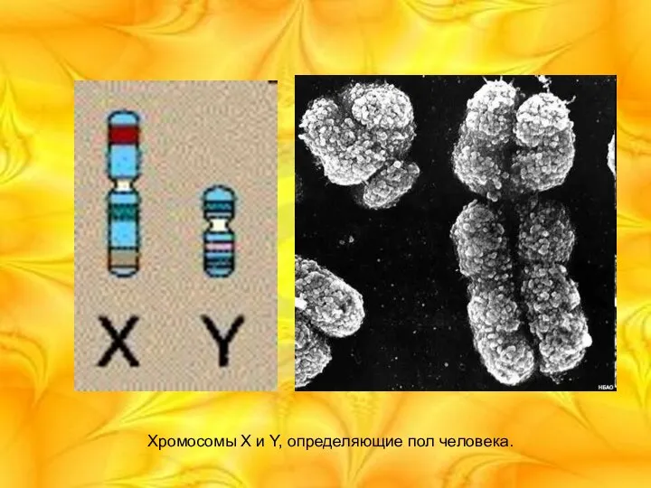 Хромосомы X и Y, определяющие пол человека.