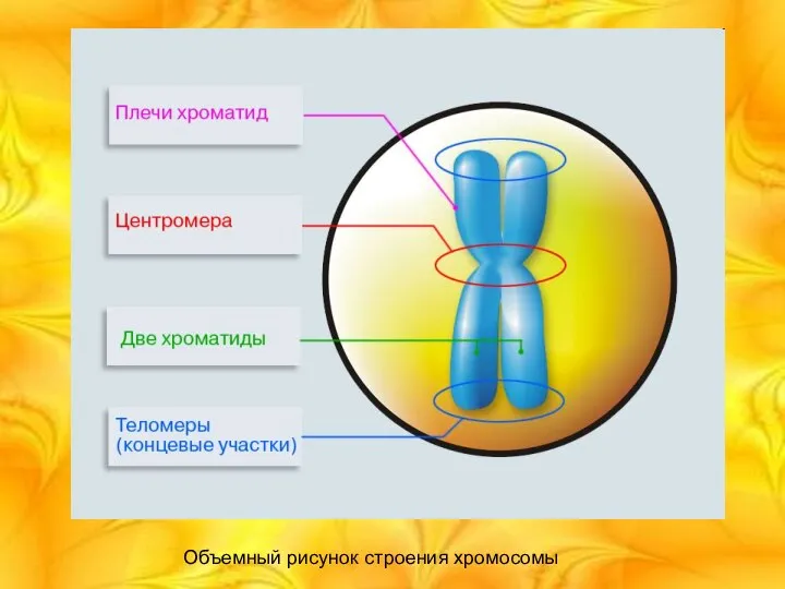 Объемный рисунок строения хромосомы