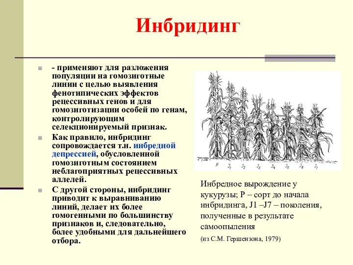 Инбридинг - применяют для разложения популяции на гомозиготные линии с целью