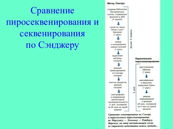 Сравнение пиросеквенирования и секвенирования по Сэнджеру