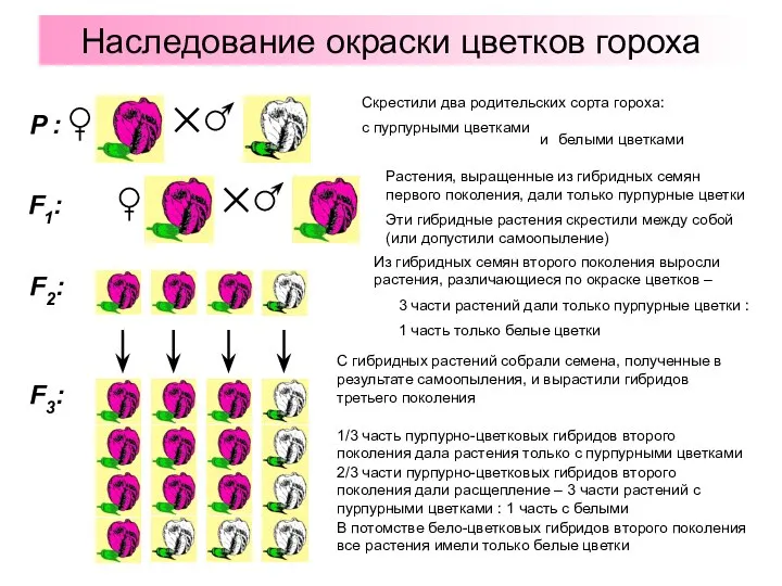 Наследование окраски цветков гороха