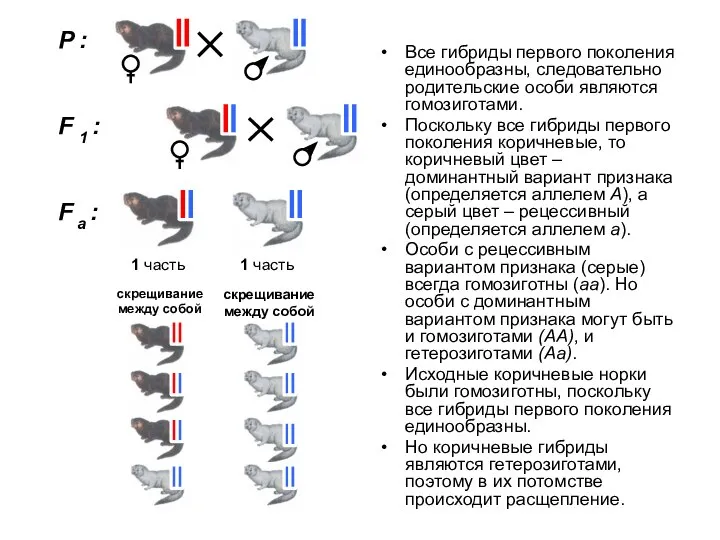 Все гибриды первого поколения единообразны, следовательно родительские особи являются гомозиготами. Поскольку