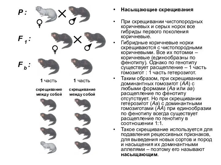 Насыщающие скрещивания При скрещивании чистопородных коричневых и серых норок все гибриды