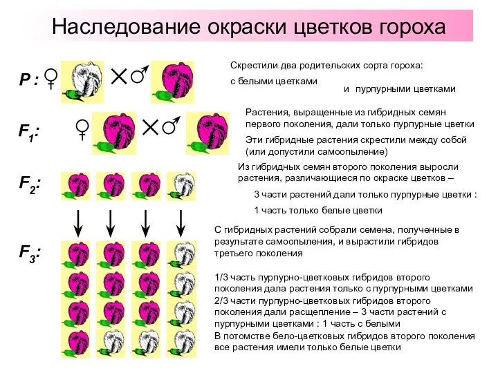 Наследование окраски цветков гороха