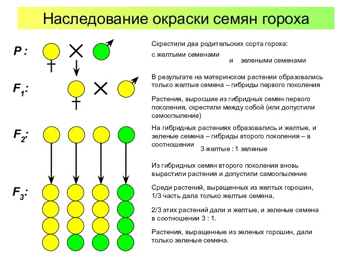 Наследование окраски семян гороха