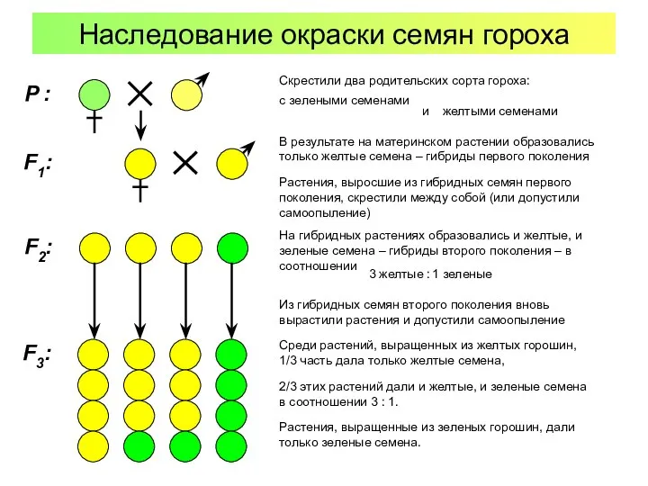 Наследование окраски семян гороха