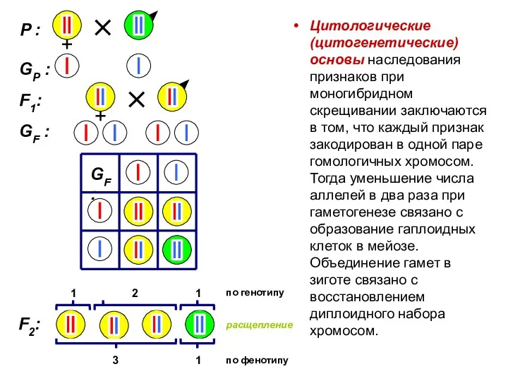 Цитологические (цитогенетические) основы наследования признаков при моногибридном скрещивании заключаются в том,