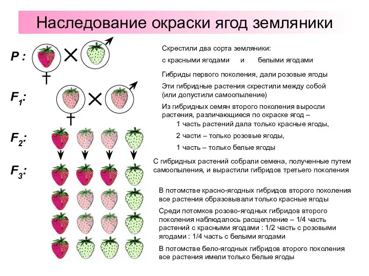 Наследование окраски ягод земляники P : F1: F2: F3: с красными