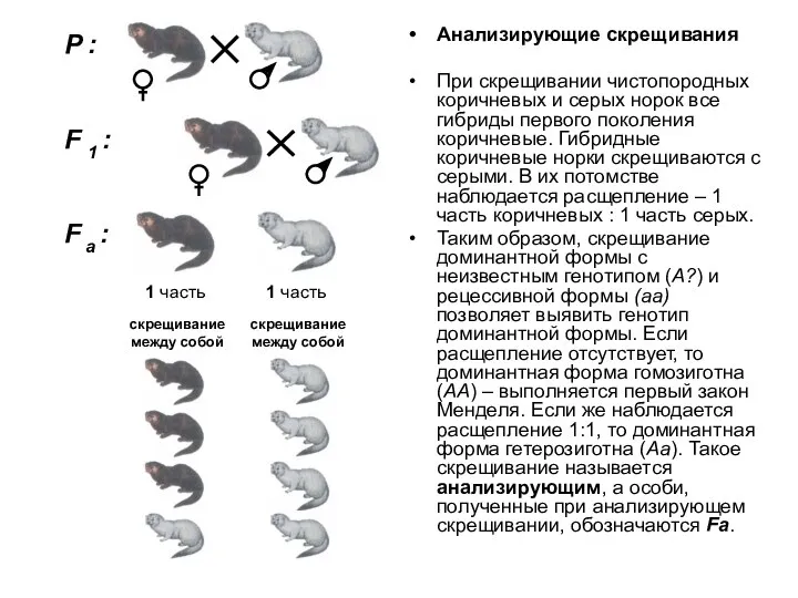 Анализирующие скрещивания При скрещивании чистопородных коричневых и серых норок все гибриды