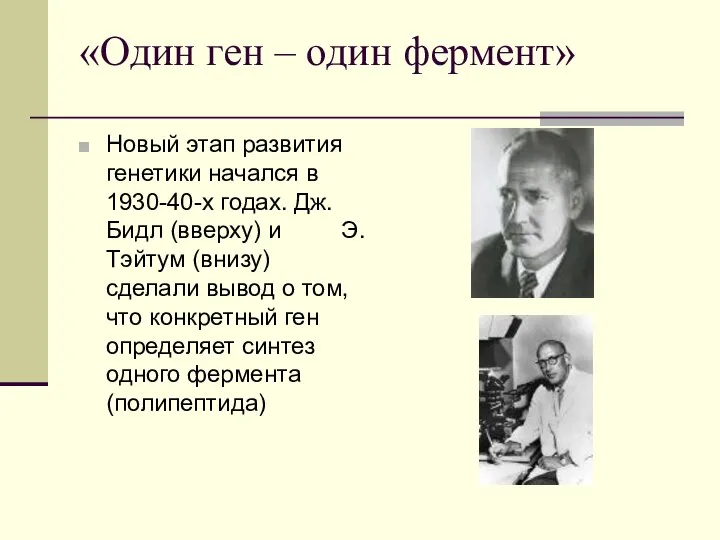 «Один ген – один фермент» Новый этап развития генетики начался в