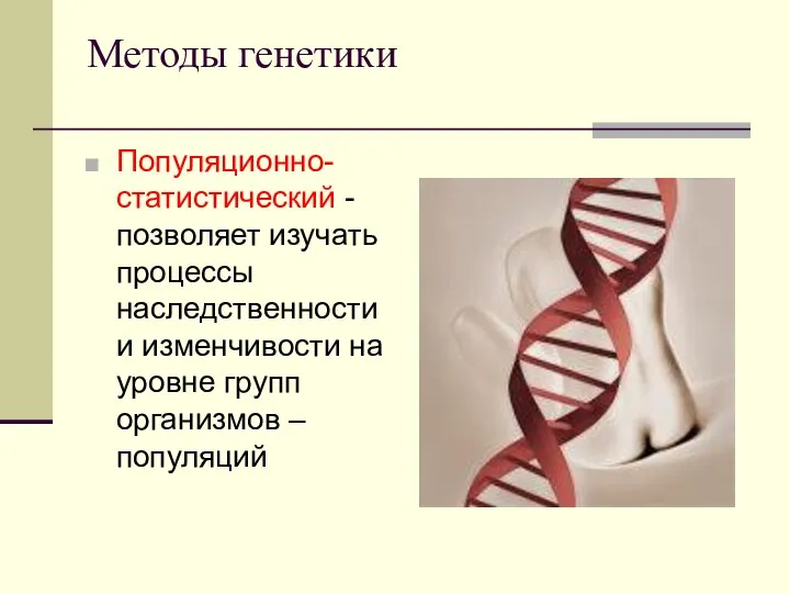 Методы генетики Популяционно-статистический -позволяет изучать процессы наследственности и изменчивости на уровне групп организмов – популяций