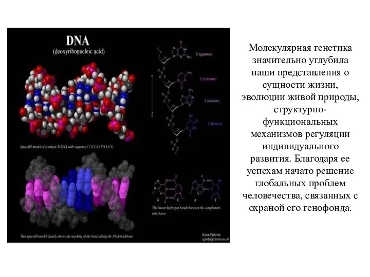 Молекулярная генетика значительно углубила наши представления о сущности жизни, эволюции живой