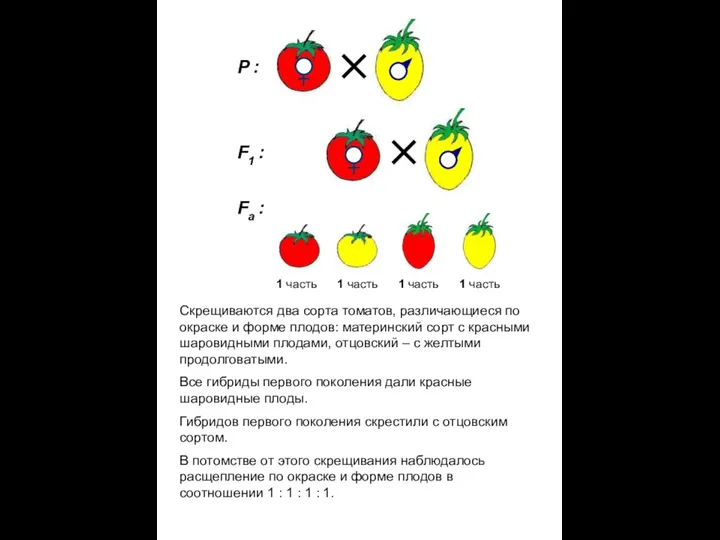 Скрещиваются два сорта томатов, различающиеся по окраске и форме плодов: материнский