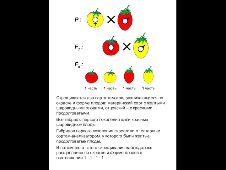 Скрещиваются два сорта томатов, различающиеся по окраске и форме плодов: материнский