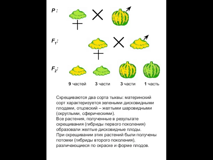 Скрещиваются два сорта тыквы: материнский сорт характеризуется зелеными дисковидными плодами, отцовский