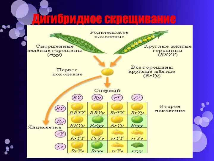 Дигибридное скрещивание