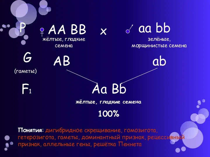 Р АА ВВ аа bb х жёлтые, гладкие семена зелёные, морщинистые