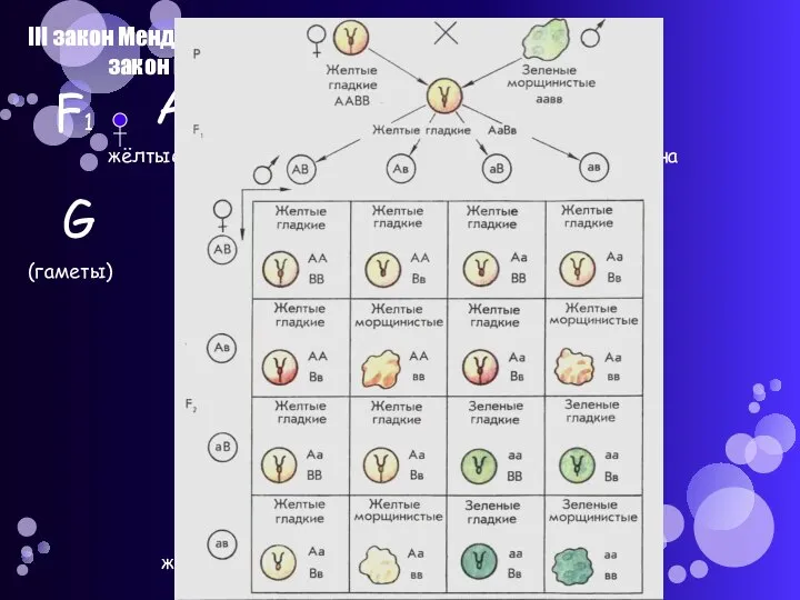 III закон Менделя – закон независимого расщепления F1 Аа Bb жёлтые,